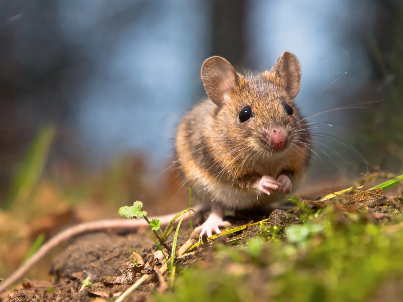 A wild wood mouse, a common cause of chewed automotive wiring